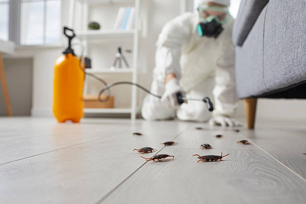 Commercial Kitchen Cockroach Control in Naples Park